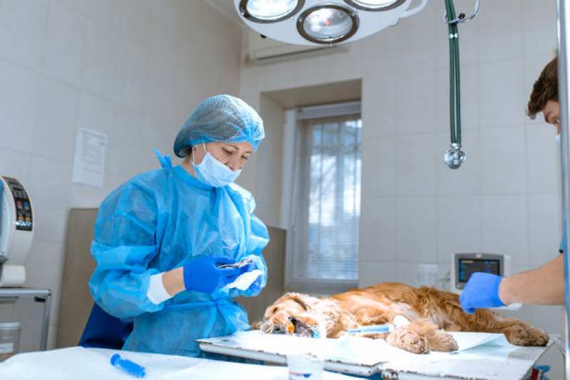 Cirurgia Ortopédica em Cães Agendar Cinco Conjuntos - Cirurgia Mastectomia Cachorro