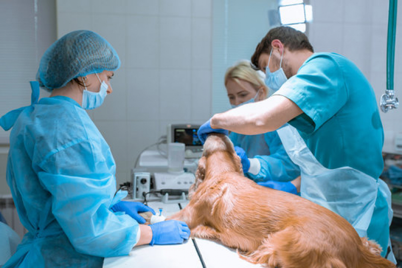 Cirurgia Ortopédica em Cães Parigot de Souza - Cirurgia Ortopédica para Cachorro