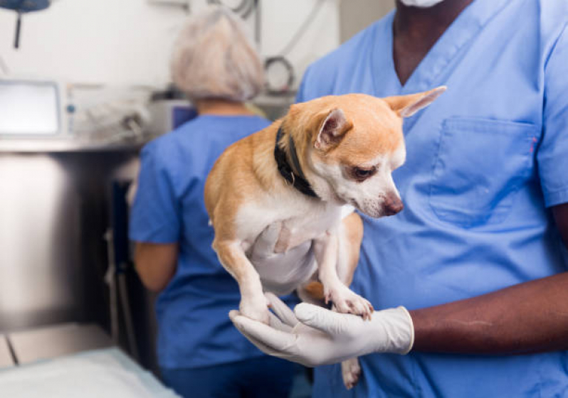 Cirurgia Ortopédica para Cachorro Parque Universidade - Cirurgia em Animais Jardim Novo Sabara