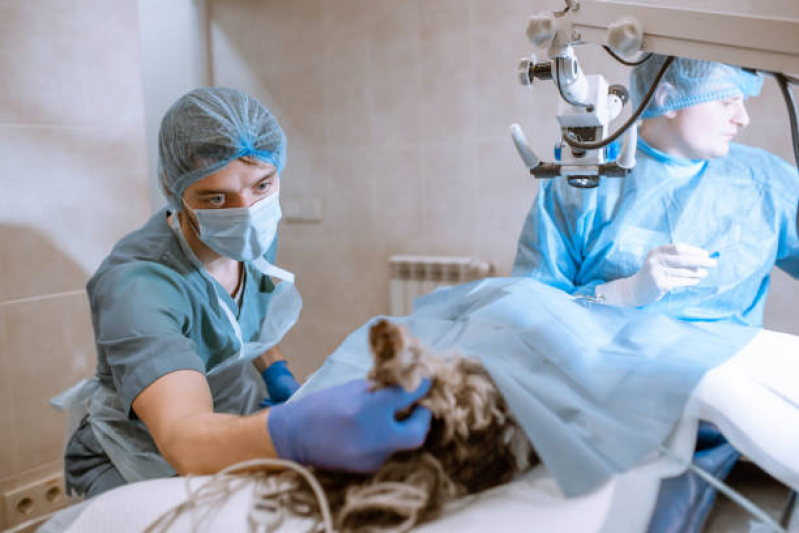 cirurgia-de-castrao-de-cachorro-e-gato