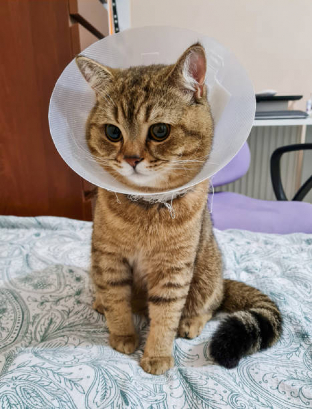 cirurgia-para-gatos