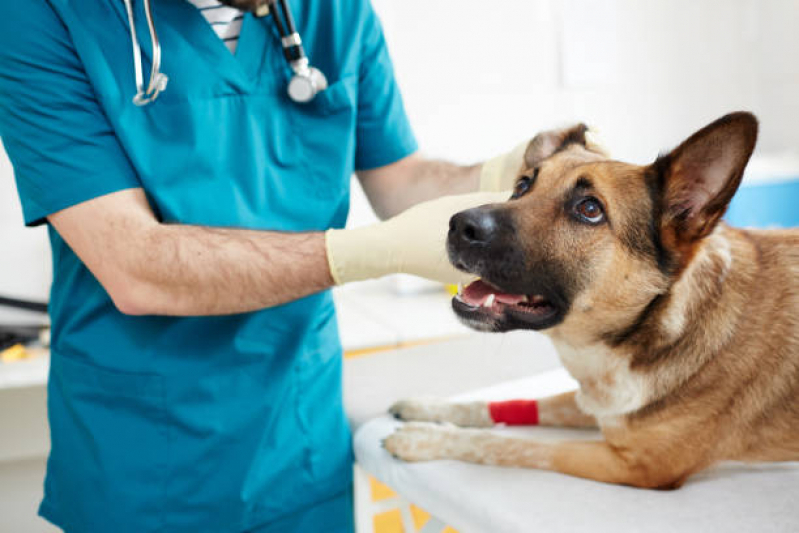 Cirurgia para Cachorros Marcar Parque Guanabara - Cirurgia para Cães