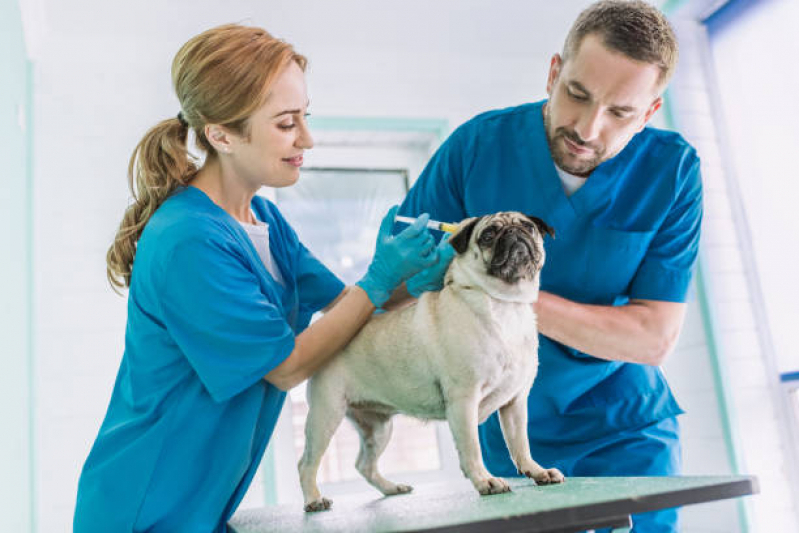 Cirurgia para Cachorros Aeroporto - Cirurgia para Gato