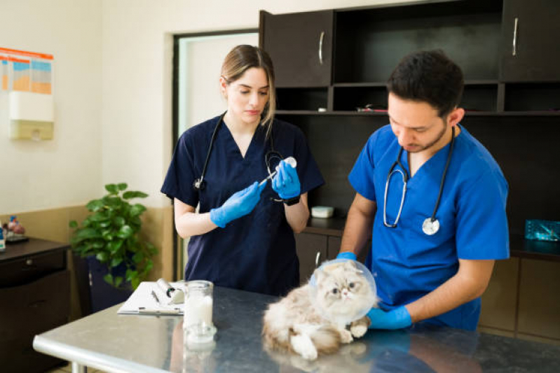 Cirurgia Pet Conjunto Parigot de Souza - Cirurgia Nódulo em Cachorro