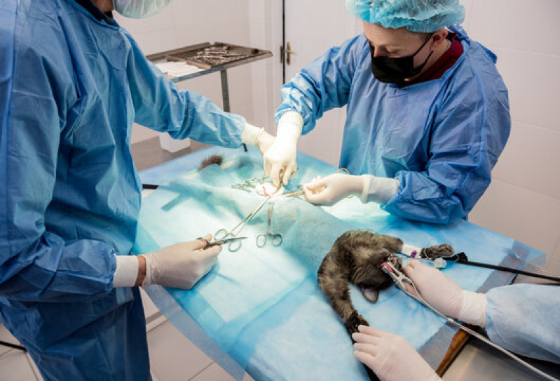 Cirurgia Veterinária Agendar Pioneiros - Cirurgia de Castraçao em Cachorro Londrina