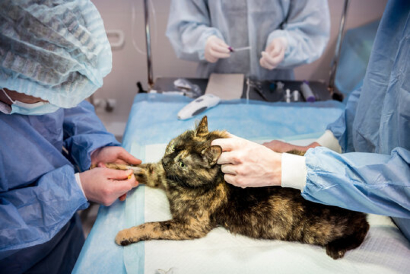 Cirurgia Veterinária União da Vitória - Cirurgia em Pequenos Animais Londrina