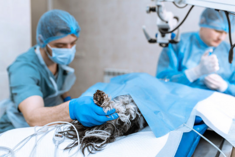 cirurgia-ortopdica-em-ces-e-gatos-londrina