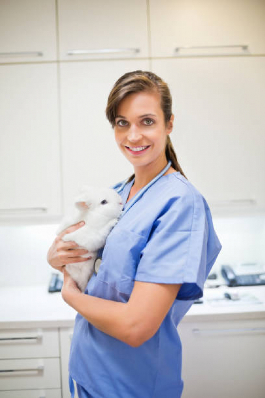 Clínica 24 Horas Veterinária Perto Contato Higienópolis - Clínica Veterinária 24h Próximo de Mim