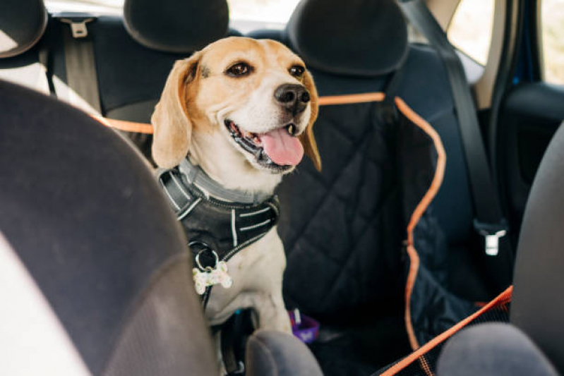 Clínica com Ortopedista para Pequenos Animais Centro Histórico - Ortopedista Especializado em Cachorro