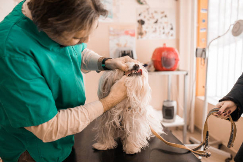 Clinica de Veterinaria Telefone Ernani - Clinica Pet 24 Horas Londrina