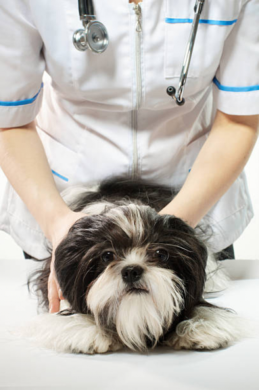 Clínica de Veterinário Contato Esperança - Clínica Veterinária 24 Horas Perto de Mim Londrina