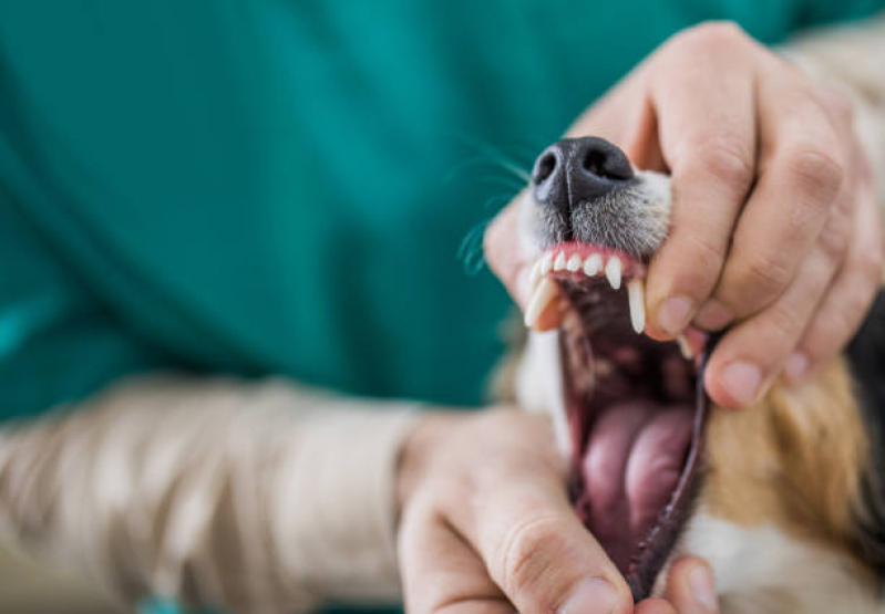 Clínica de Veterinário Telefone Acapulco - Clinica Pet Londrina