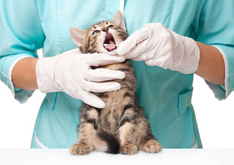 Clínica Especializada em Cirurgia Ortopédica para Gatos Gleba Palhano - Cirurgia de Intestino em Gatos