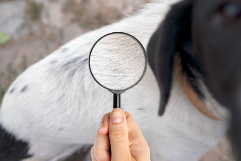 Clínica Especializada em Teste da Doença do Carrapato Centro - Teste para Detectar Doença do Carrapato em Cães