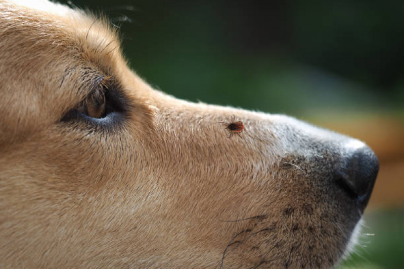 Clínica Especializada em Teste de Doença do Carrapato Parque Ouro Verde - Teste para Detectar Doença do Carrapato em Cachorros