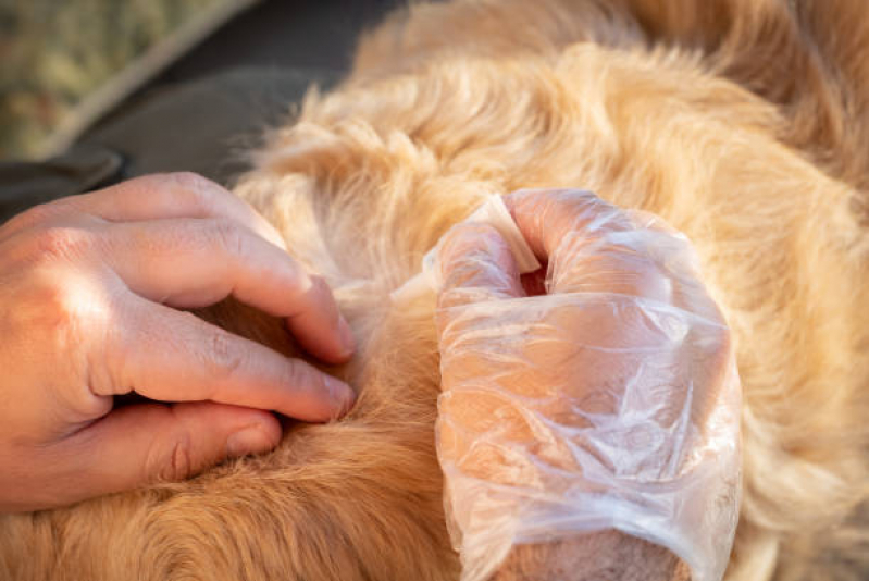 Clínica Especializada em Teste Doença do Carrapato Cilo 2 - Teste para Detectar Doença do Carrapato em Cães