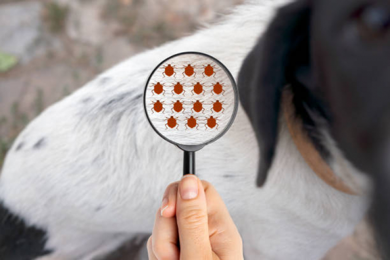 Clínica Especializada em Teste para Detectar Doença do Carrapato em Cães Recreio - Teste para Doença do Carrapato