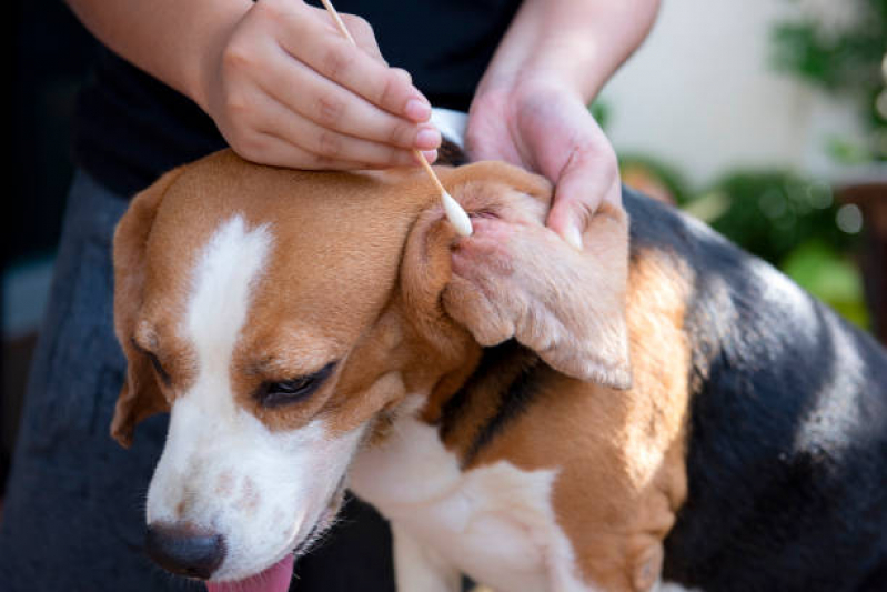 Clínica Especializada em Teste para Detectar Doença do Carrapato Vila Brasil - Teste para Detectar Doença do Carrapato