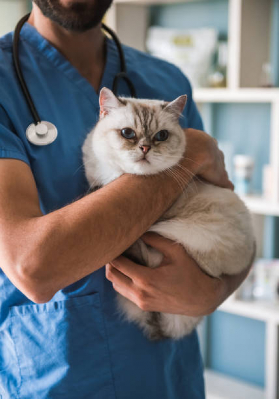 Clínica para Castração de Gatos Próximo de Mim Fazenda Nata - Castração Gata Fêmea