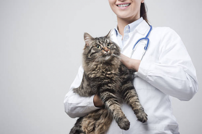 Clínica para Castração em Gatos Perto de Mim Jardim Antares - Castração em Gata