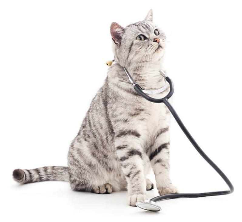 Clínica para Gato Endereço Heimtal - Clínica Veterinária Especializada em Felinos