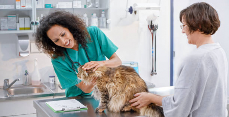 Clinica para Gatos 24 Horas Telefone Chácaras Esperança - Clínica Veterinária para Castrar Gatos