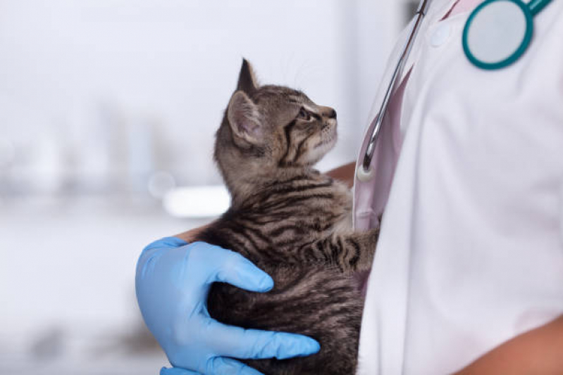 Clinica para Gatos 24 Horas Cinco Conjuntos - Clínica Especializada em Felinos