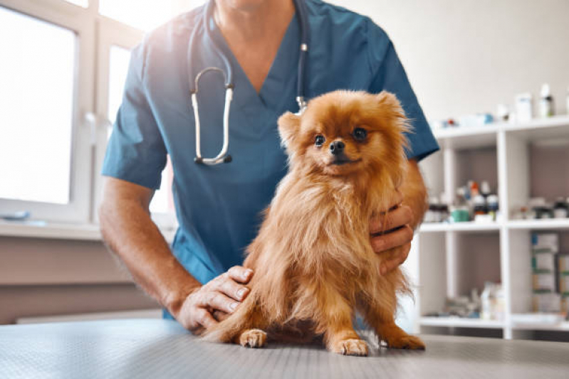 Clínica Pet para Castração Endereço Vila Brasil - Clínica Veterinária Pet