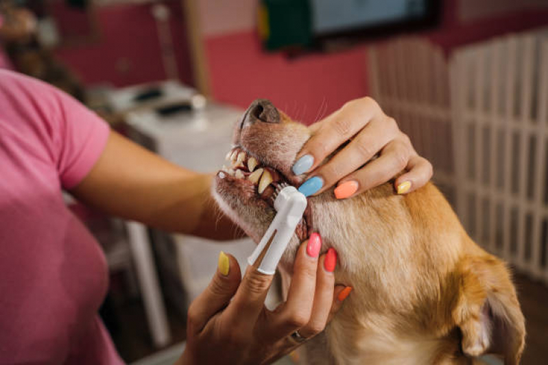 Clínica Popular Veterinária Telefone Cinco Conjuntos - Clinica Veterinária Popular Londrina