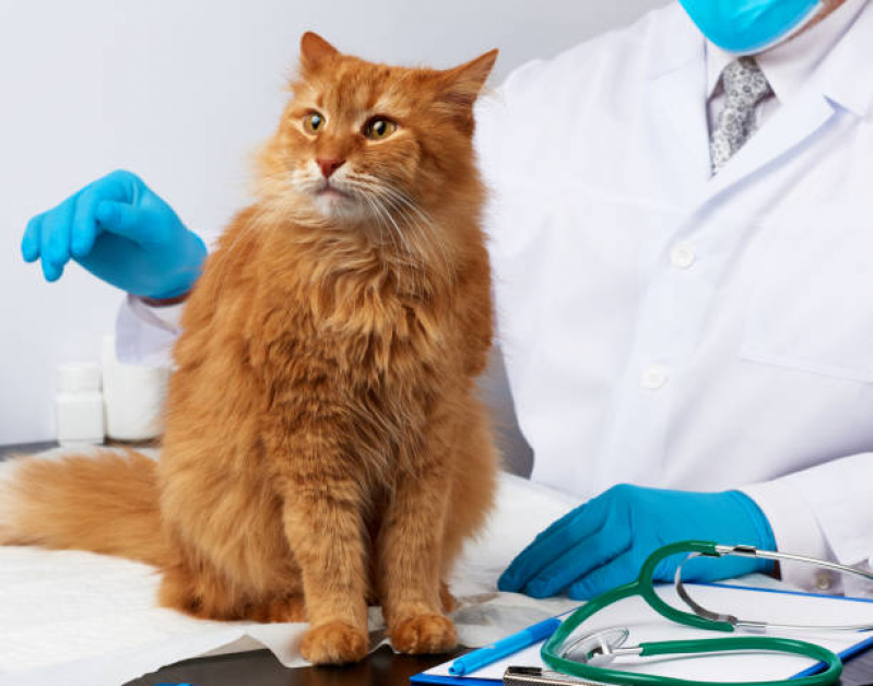 Clínica Popular Veterinária Fazenda Nata - Clínica de Veterinário Londrina