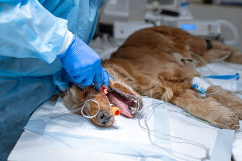 Clinica Que Faz Cirurgia de Colapso de Traqueia em Cães Jardim Champagnat - Cirurgia de Colapso de Traqueia em Cães Londrina