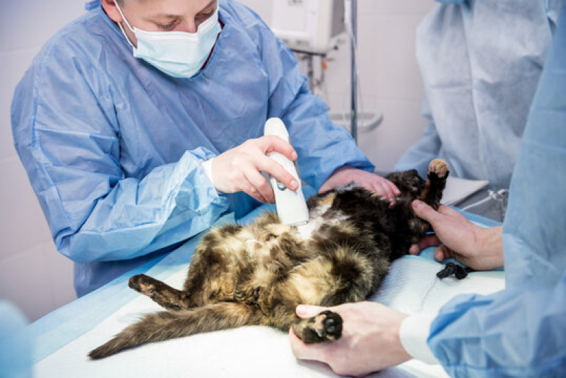 Clinica Que Faz Cirurgia de Torção Gástrica em Cães Conjunto Parigot de Souza - Cirurgia em Animais de Companhia Londrina