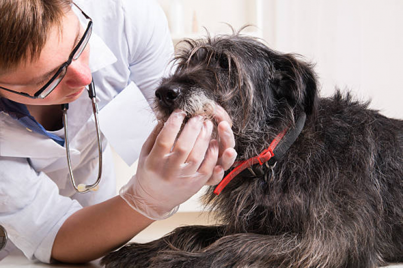 Clínica Que Faz Teste de Leishmaniose em Cães Ernani - Teste de Leishmaniose Canina