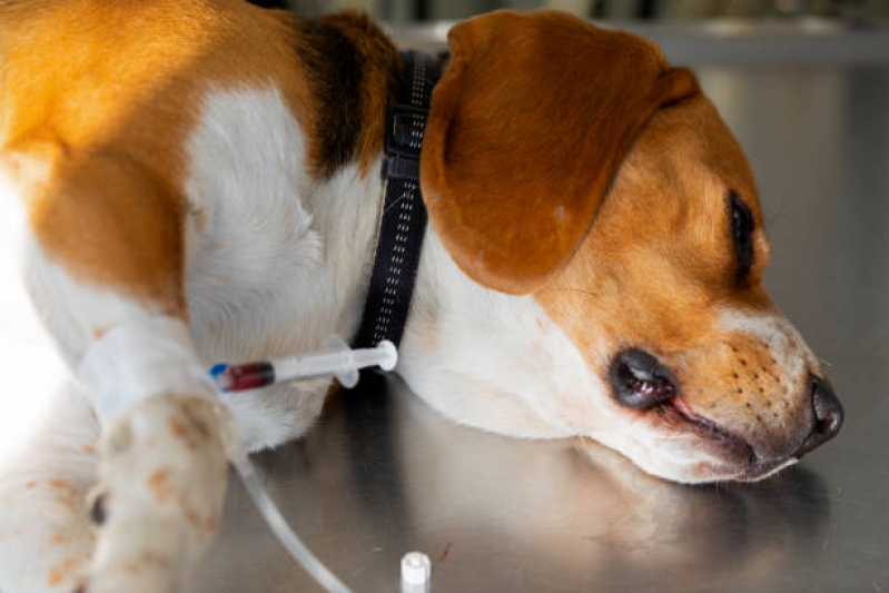 Clínica Que Faz Teste de Leishmaniose Cidade Industrial 2 - Teste de Leishmaniose em Cachorros