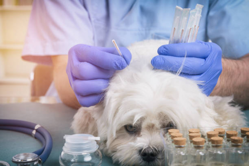 Clínica Que Faz Teste de Pcr Leishmaniose Canina Parque das Indústrias Leves - Teste de Leishmaniose Canina