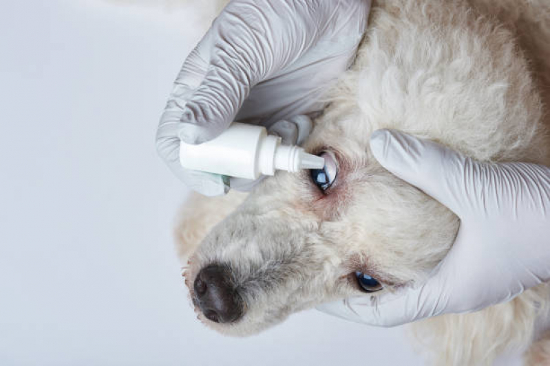 Clínica Que Faz Teste Leishmaniose Canina Chácaras Esperança - Teste Leishmaniose Canina