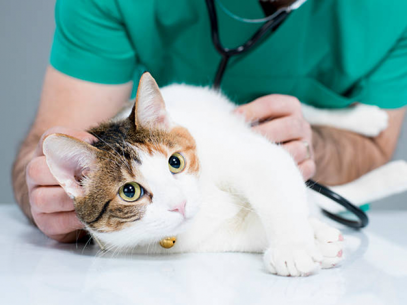 Clínica Que Faz Tratamento para Pancreatite em Gatos Gleba Lindoia - Tratamento para Gripe em Gatos