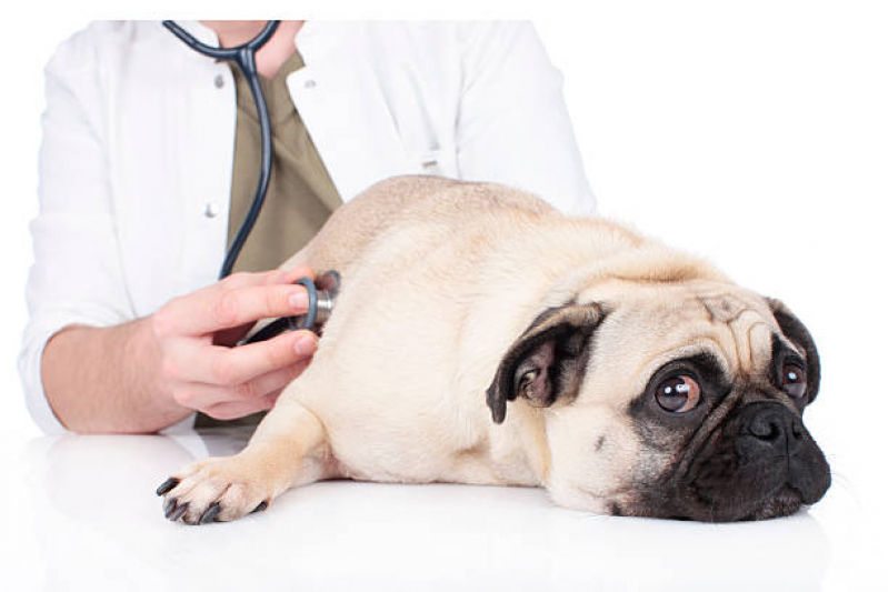 Clínica Veterinária 24 Horas Perto de Mim Telefone Heimtal - Clinica Veterinária Popular Londrina