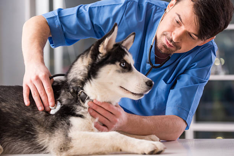 Clínica Veterinária 24h Endereço Vila Nova - Clínica Veterinária Próximo a Mim