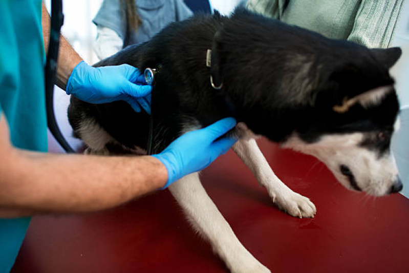 Clínica Veterinária 24h Perto de Mim Endereço Fazenda Nata - Clínica Veterinária 24 Horas Perto de Mim