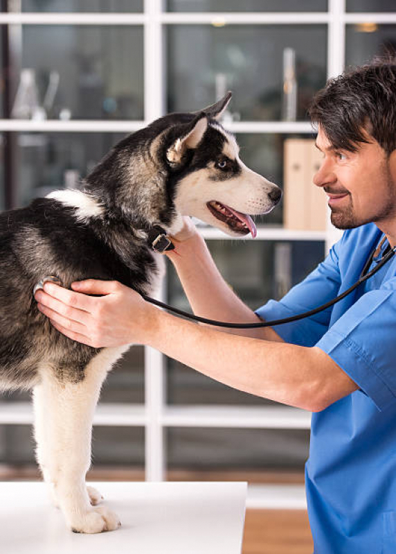 Clínica Veterinária 24h Perto de Mim Vila Casoni - Clínica Veterinária 24h