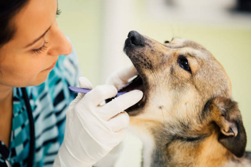 Clinica Veterinaria 24hrs Telefone Cilo 3 - Clinica de Veterinaria Londrina