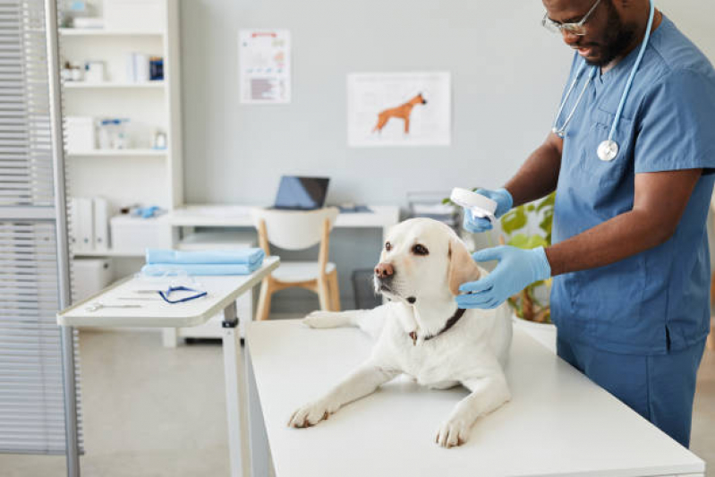 Clinica Veterinaria 24hrs Cinco Conjuntos - Clínica Veterinária 24 Horas Perto de Mim Londrina