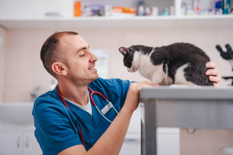 Clínica Veterinária Especializada em Felinos Endereço Tucanos - Clínica Veterinária Especializada em Felinos