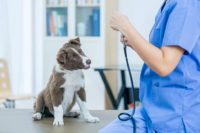 Clínica Veterinária Mais Próximo de Mim Contato Jardim Brasília - Clínica Veterinária 24 Horas Perto de Mim