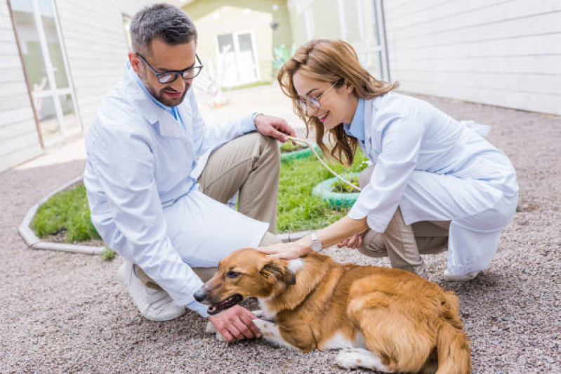 Clínica Veterinária Mais Próximo de Mim Endereço Jardim Inglaterra - Clínica Veterinária 24h Próximo de Mim