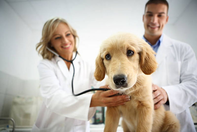 Clínica Veterinária Mais Próximo de Mim Telefone Londrina - Clinica Medica Veterinaria Londrina