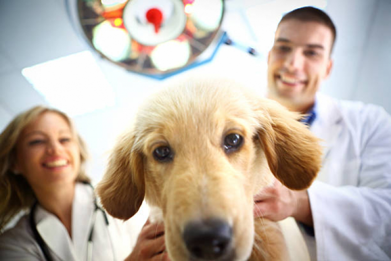 Clínica Veterinária Perto de Mim Telefone Jardim Petrópolis - Clinica Veterinaria 24hrs Londrina