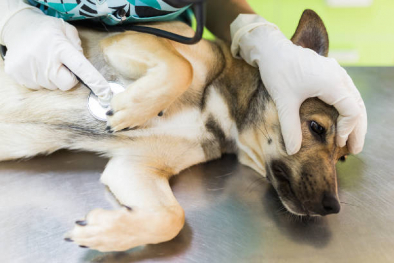 Clínica Veterinária Perto de Mim Cinco Conjuntos - Clinica 24h Veterinaria Londrina