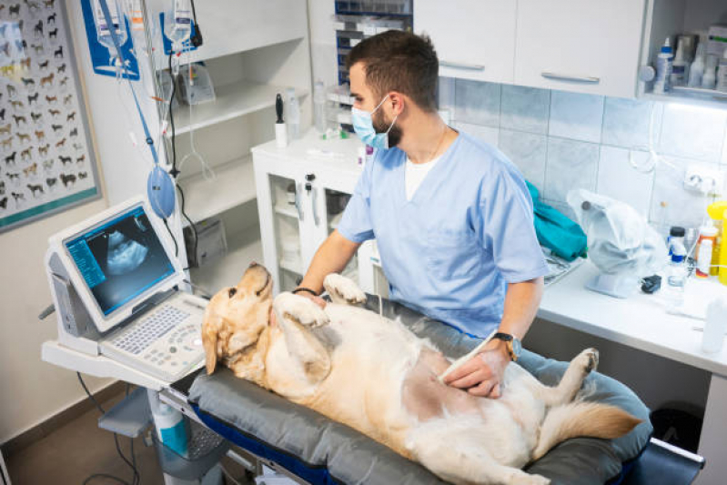 Clínica Veterinária Pet 24 Horas Endereço Gleba Lindoia - Clínica Pet Próximo de Mim